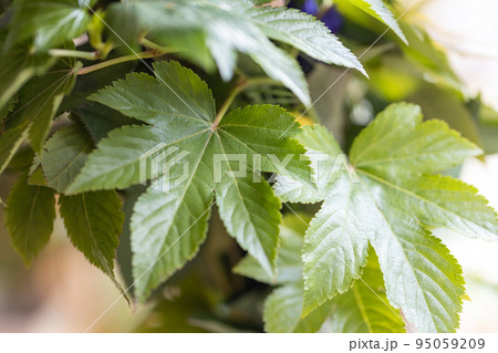 葉っぱ つやつやとしたベリー系植物の葉っぱの写真素材 [95059209] - PIXTA