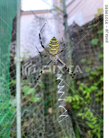 ナガコガネグモ 95059680