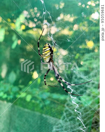 ナガコガネグモ 95059681
