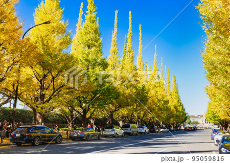 秋の神宮外苑 ※一部ソフトフォーカス 秋の神宮外苑 ※一部ソフトフォーカス 95059816