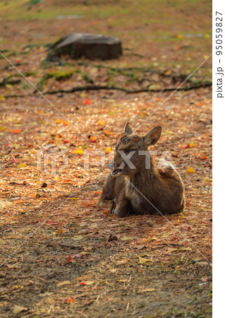 奈良公園の鹿（奈良県） 95059827