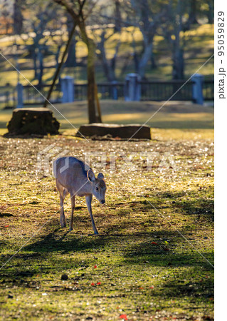 奈良公園の鹿（奈良県） 95059829