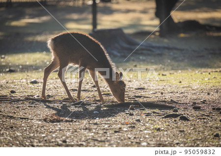 奈良公園の鹿（奈良県） 95059832