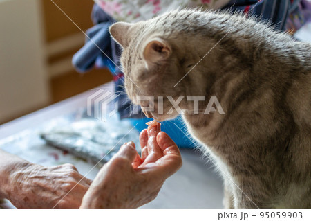 Elderly woman feeding her Scottish cat Elderly woman feeding her Scottish cat 95059903