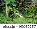 水辺に潜むヤマカガシ 95060257