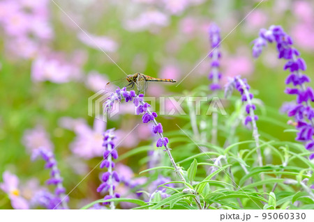 赤トンボ 95060330