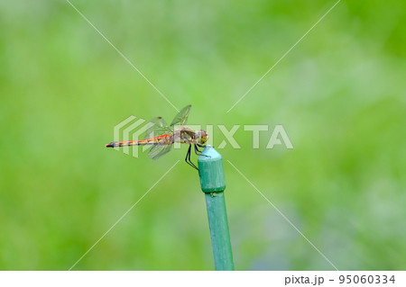 赤トンボ 95060334