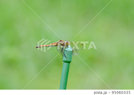 赤トンボ 赤トンボ 95060335