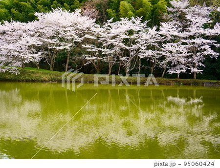 内山永久寺跡の水面に映る満開の桜(奈良県天理市) 内山永久寺跡の水面に映る満開の桜(奈良県天理市) 95060424