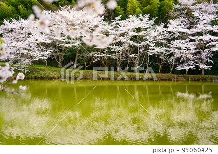 内山永久寺跡の水面に映る満開の桜(奈良県天理市) 内山永久寺跡の水面に映る満開の桜(奈良県天理市) 95060425