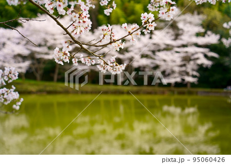 内山永久寺跡の水面に映る満開の桜(奈良県天理市) 内山永久寺跡の水面に映る満開の桜(奈良県天理市) 95060426