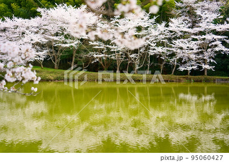 内山永久寺跡の水面に映る満開の桜(奈良県天理市) 内山永久寺跡の水面に映る満開の桜(奈良県天理市) 95060427