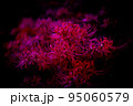 ダークな雰囲気な彼岸花 95060579