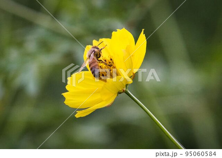蜂とコスモス 95060584
