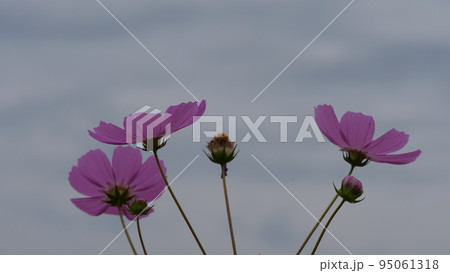 コスモス 秋 秋の花 95061318