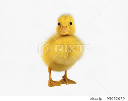 白背景の前に立つアヒルのヒヨコ1羽の正面の姿。プロパティーリリースあり。 白背景の前に立つアヒルのヒヨコ1羽の正面の姿。プロパティーリリースあり。 95062079