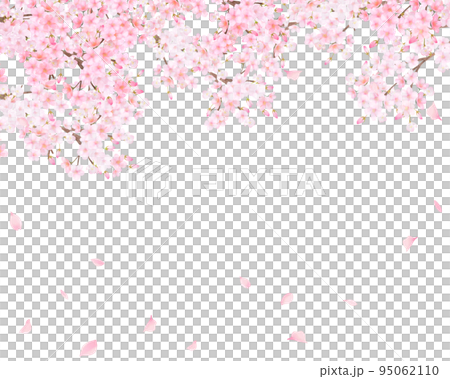 Beautiful and gorgeous full bloom cherry blossoms and petals fluttering spring white back frame background material illustration 95062110