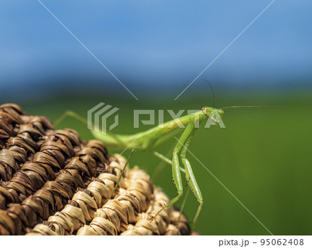 帽子の上のカマキリ 帽子の上のカマキリ 95062408