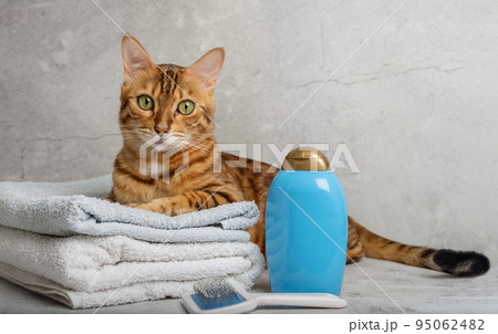 Pet grooming. Cute cat with tools for animal bathing, hygiene. Pet care salon. 95062482