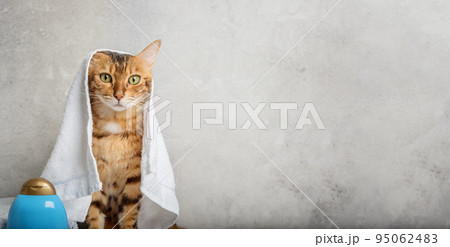 Pet grooming. Cute cat with tools for animal bathing, hygiene. Pet care salon. 95062483