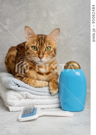 Pet grooming. Cute cat with tools for animal bathing, hygiene. 95062484