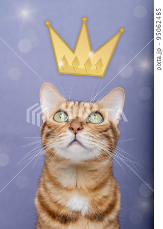 Portrait of a Bengal cat close-up on a purple background. The crown is painted on top. 95062485