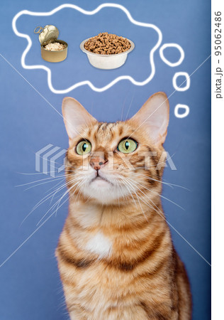 Portrait of a funny cat thinking about food. 95062486