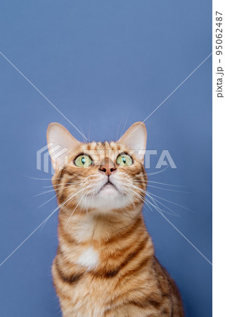 Purebred cat on a blue background. The cat is isolated. 95062487