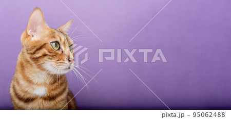 Purebred cat on a blue background. The cat is isolated. 95062488
