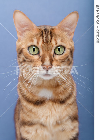 Purebred cat on a blue background. The cat is isolated. 95062489
