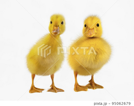 白背景の前に並んで立つカメラ目線のアヒルの雛2羽。プロパティーリリースあり。 95062679