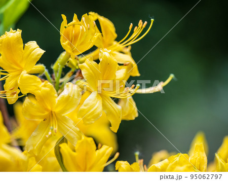 Bright Yellow rhododendron flowers in the park Bright Yellow rhododendron flowers in the park 95062797