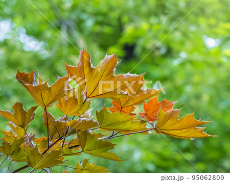 Tree branch with dark red leaves, Acer platanoides, the Norway maple Crimson King. Red Maple acutifoliate Crimson King, young plant with green background. Tree branch with dark red leaves, Acer platanoides, the Norway maple Crimson King. Red Maple acutifoliate Crimson King, young plant with green background. 95062809