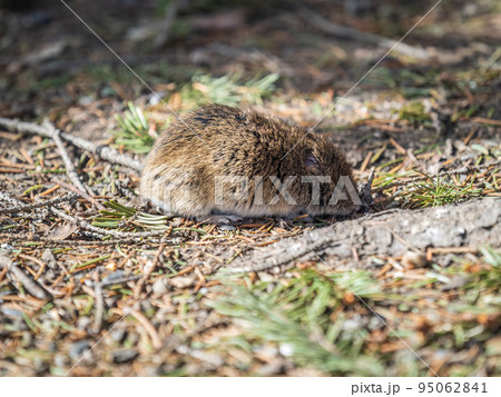 A closeup of a Common vole, Microtus arvalis, on the ground with a blurry background A closeup of a Common vole, Microtus arvalis, on the ground with a blurry background 95062841