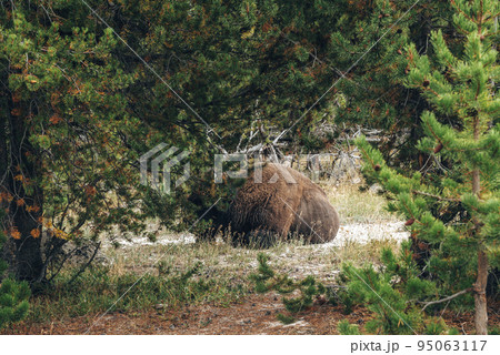 Bison relaxing on grassland seen through trees in forest. Wild animal on thermal landscape in valley at Yellowstone national park. Concept of natural wilderness at popular tourist attraction. Bison relaxing on grassland seen through trees in forest. Wild animal on thermal landscape in valley at Yellowstone national park. Concept of natural wilderness at popular tourist attraction. 95063117