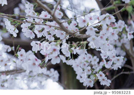 白い桜 95063223