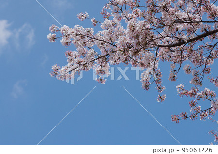 サクラ サクラ 95063226