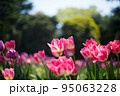 チューリップ 95063228