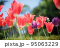チューリップ 95063229