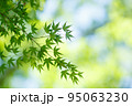 新緑 95063230