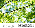 新緑 95063231