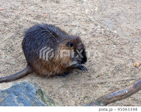 Water rat muskrat close-up. Ondatra sitting on the sand	 95063398