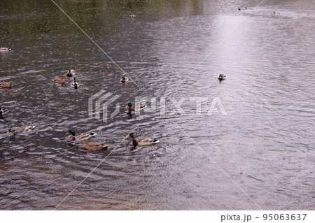 ducks in the lake during the rain. Raindrops on the pond ducks in the lake during the rain. Raindrops on the pond 95063637