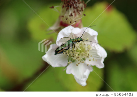 Thick legged flower beetle on bramble flower in close up 95064403