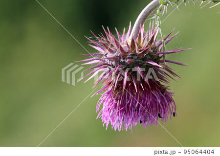 Purple musk thistle flower in close up 95064404