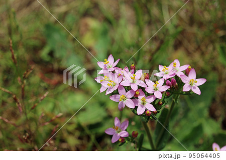 Pink centaury flowers in close up 95064405