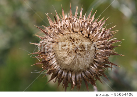 Musk thistle seed head in close up 95064406