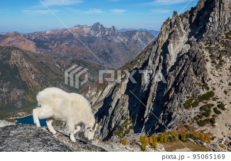 Mountain sheep 95065169