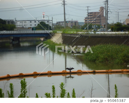 阿久比川　半田市 95065387