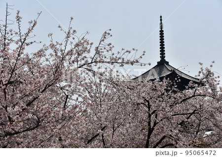 日本の京都府の京都市 春の東寺 満開の桜と国宝の五重塔と美しい青空 日本の京都府の京都市 春の東寺 満開の桜と国宝の五重塔と美しい青空 95065472